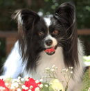 Lesamoureux Papillons