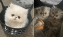 Bloom Persian Cats