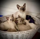 Mandira Tonkinese Cat Family