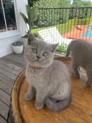 British short hair kittens ROYALEBLUES Cattery