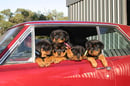 Holstam Rottweilers - Rottweiler Breeder - Adelaide, SA