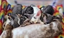 Lunafae Devon Rex, Boutique Breeder, Sydney