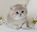 Stargazy Pi British Cats