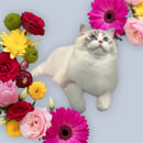 PuppyKatz Ragdolls