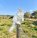 PuppyKatz Ragdolls Registered Ragdoll Breeder NSW South Coast