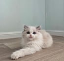 Waggy Ragdolls 