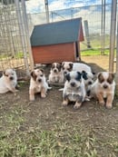 Shayden Australian Cattle Dogs