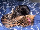 Eternity Bengals