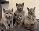Russians Glacier Russian Blue Cat Breeder