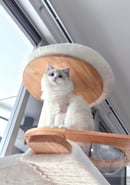 Misty Moon Ragdoll Cattery