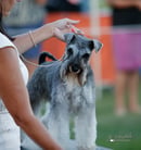 Yodaharquinn Miniature Schnauzers