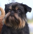 Nevaending Griffon Bruxellois