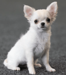 Kitaco Long Coat Chihuahuas - Canterbury, NZ