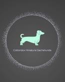 Cottondox Miniature Smooth Dachshunds