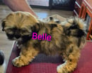 Lilsong Kennels - Lhasa Apso Breeder, SA