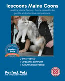 Icecoons Maine Coons 