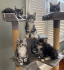 COONPAWS Maine Coons