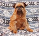 Krusayd Griffon Bruxellois