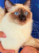 Lousarnae Birmans