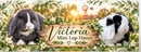 Victoria Mini Lop Haven 