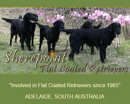 Sherepoint Kennel - Flat-Coated Retriever Breeder - Williamstown, SA