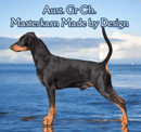 Masterkarn German Pinscher Kennels- Breeder, Fernvale, Qld