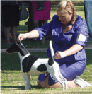 Firezan - Smooth Fox Terrier Breeder - Quorrobolong, NSW