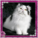 Kenloch Cattery - Exotic Shorthair & Persian Cat Breeder - Sunshine Coast, QLD