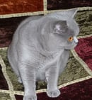 Carinya British - British Shorthair Cat Breeder 