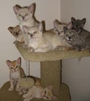 Jovelles - Burmese and Madalay Cat Breeder 