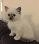 Softassilk Birmans - Birman Cat Breeders Aust - Victoria