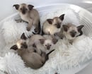 Tomelima Siamese and Orientals - Melbourne