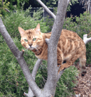 Jabring Bengals - Bengal Cat Breeder - Tasmania