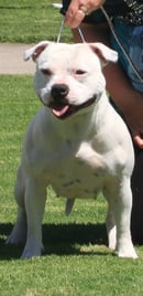 Rangemaster Staffords - Staffordshire Bull Terrier Breeder - SA