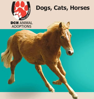 DCH Animal Adoptions - Dog, Cat and Horse Rescue - Sydney