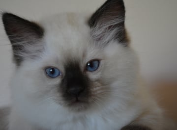 Rivendoll Ragdolls - Ragdoll Cat Breeder - Mandurah, Western Australia