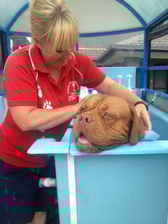 Aussie Pooch Mobile Dog Wash Williamstown