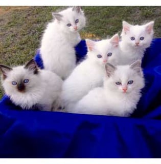 Bilwon Classy Cats - Registered Cat Breeder - Cairns, Queensland