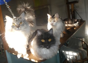 Nintu Cattery & Icecoons - Australian Mist Breeder & Maine Coon Cat Breeder - Victoria.