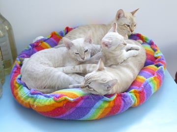 Nintu Cattery – Australian Mist Cat Breeder – Victoria