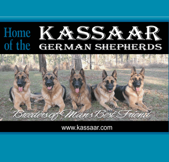 Kassaar German Shepherds - German Shepherd Breeder - Esk, QLD