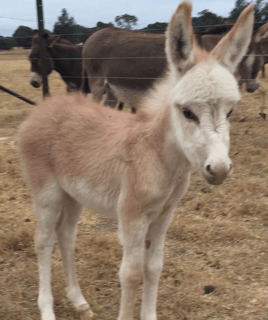 Joy Miniature Donkey Stud - Sutton, NSW