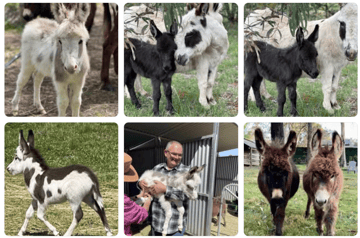 Joy Miniature Donkey Stud & Farm Stay - Sutton, NSW Joy Miniature Donkey Stud & Farm Stay - Sutton, NSW