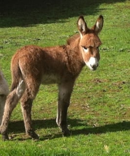 Benbullen Brays Donkeys - Melbourne 