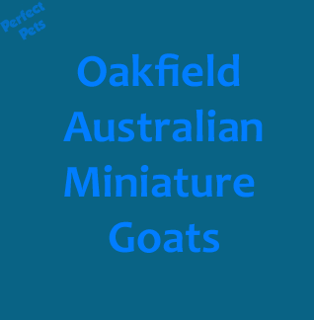Oakfield Miniature Goats - Australian Miniature Goat Breeder - Victoria