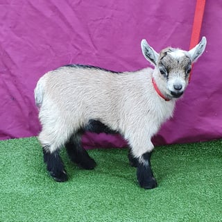 Trinity Miniature Goats - Australian Pygmy (Breed importer) - 