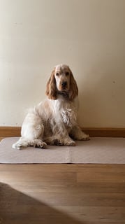 Jyndel Kennels - Cocker Spaniel Breeder -  Adelaide, SA