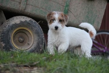 Coominya Kennels - Jack Russell Terrier Breeder, Vic