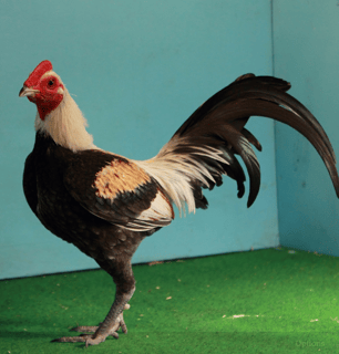 The Tasmanian Rare Breeds Poultry Club Inc. Preserving Rare Poultry