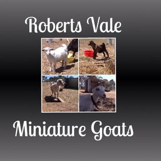 Roberts Vale Miniature Goats - Breeder - Toodyay, WA